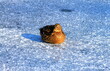 Beautiful duck on ice of winter river. A duck, bird, winters on warm pond or lake. Winter landscape