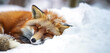 Winter's Slumber: Captivating Moments of a Red Fox Sleeping in the Tranquil White Snow. 
