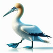 Sula nebouxii (Blue-footed booby), blue-footed booby bird, pájaro bobo de patas azules, Alcatraz, Isolated White background.