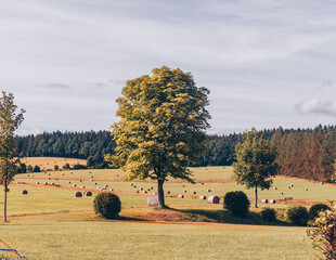 Canvas Print - Field after harvest