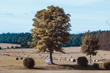 Canvas Print - Field after harvest