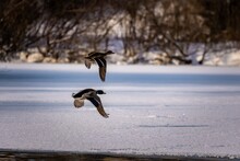Ducks Flying Over Frozen Pond