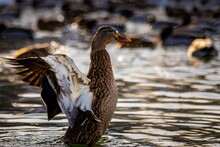Duck Flapping Its Wings In The Water