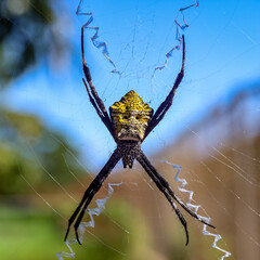 hawaiian garden spider