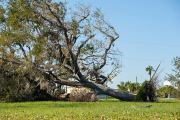 Wall Mural - Fallen down tree after hurricane in Florida. Consequences of natural disaster