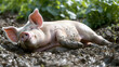  A plump pig happily rolling in a muddy field
