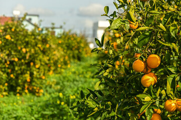 orange garden in a Mediterranean village 4