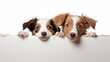 Two adorable puppies peek out over a white wall. White background