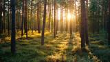 Fototapeta Krajobraz - Pine forest with bright sun rays through dense trees showing serene atmosphere