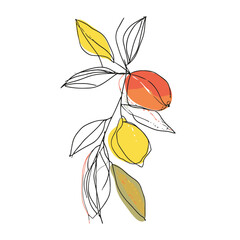 Wall Mural - Simple line drawing illustration of a lemon on a tree branch