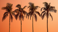 Palm Trees At Sunset