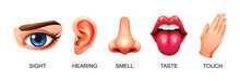 Five human senses vector illustration. Sight, hearing, smell, taste and touch