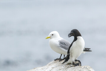 The black-legged kittiwake (Rissa tridactyla) and the razorbill (Alca torda) resting on the edge of the cliff