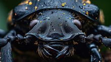 Scarab Black Beetle