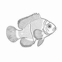 Wall Mural - Fish Line Art Illustration