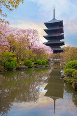 Poster - Beautiful full bloom cherry blossom at Toji temple in Kyoto, Japan