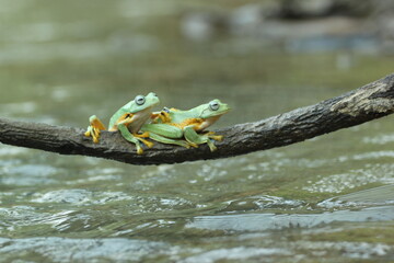 Wall Mural - frogs, cute frogs, two cute frogs are playing on wooden branches on the surface of the river water