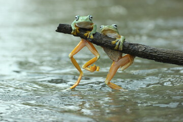 Wall Mural - frogs, cute frogs, two cute frogs are playing on wooden branches on the surface of the river water