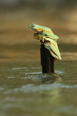 Wall Mural - frogs, cute frogs, two cute frogs are playing on wooden branches on the surface of the river water