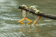 frogs, cute frogs, two cute frogs are playing on wooden branches on the surface of the river water