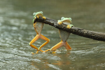 Wall Mural - frogs, cute frogs, two cute frogs on a dry log above the river water