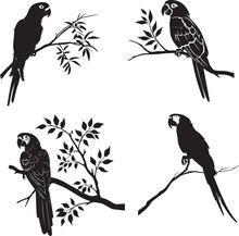 Set Of Parrot On Branch Black Silhouette On White Background 