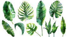 Set Collection Watercolor Tropical Leaves Modern Green Tropical Leaves, Clip Art Botanical Illustration Elegant Watercolor Illustration , Green Tropical Leaves Isolated Transparent Background, PNG