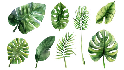 Wall Mural - Set Collection Watercolor tropical leaves Modern green tropical leaves, clip art Botanical Illustration elegant watercolor illustration , green tropical leaves isolated transparent background, PNG