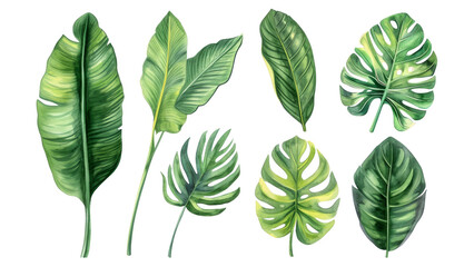 Wall Mural - Set Collection Watercolor tropical leaves Modern green tropical leaves, clip art Botanical Illustration elegant watercolor illustration , green tropical leaves isolated transparent background, PNG