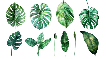 Sticker - Set Collection Watercolor tropical leaves Modern green tropical leaves, clip art Botanical Illustration elegant watercolor illustration , green tropical leaves isolated transparent background, PNG