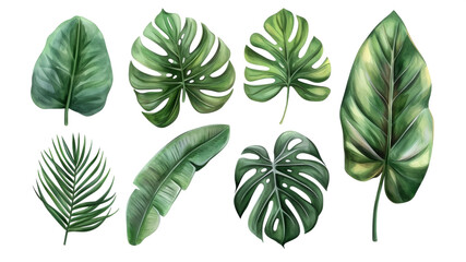  Set Collection Watercolor tropical leaves Modern green tropical leaves, clip art Botanical Illustration elegant watercolor illustration , green tropical leaves isolated transparent background, PNG
