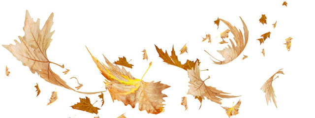 Wall Mural - leaves traveling wind air autumn transparent background
