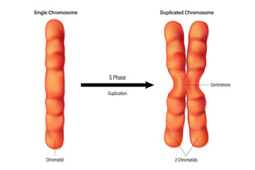 Poster - Structure of chromosome vector. Single and Duplicated chromosome. Duplication. Biological study.