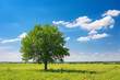 A tree with green leaves against the blue sky