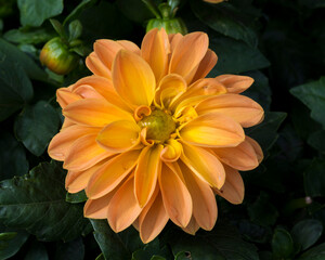 Wall Mural - Detail of the orange flower of the Georgina plant.