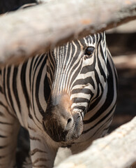 Wall Mural - Portrait of a zebra in the zoo