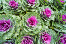 Fresh Cabbage From A Farmer's Field. View Of Green Cabbage Plants. And Purple Collard Greens,Non-toxic Cabbage .Organic