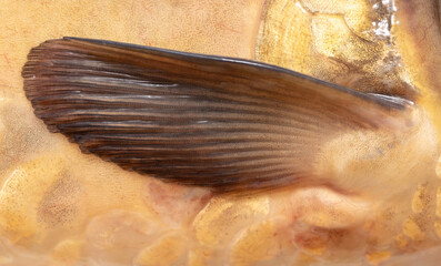 Wall Mural - Close-up of a fish fin. Macro