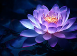 Fototapeta Kwiaty - water lily