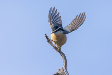 Wall Mural - A Red Breasted Huthatch lifts it's wings as it takes off from a perch on a small branch with a clear blue sky in the background.