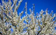 the white flowers of the flowering tree against the blue background of the Spring sky