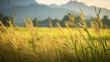 Autumn rice fields, golden ears of rice, depth of field control method, photo grade, 32K, hyper quality, Generate AI.