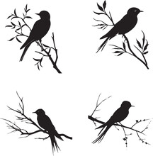 Set Of Swallow On Branch Black Silhouette On White Background  