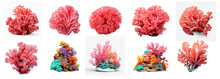 3d Model Of Coral Reef On Transparency Background PNG