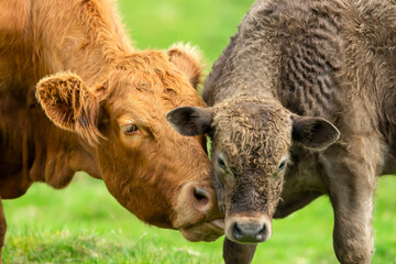 Wall Mural - a limousin cow tenderly nuzzles up and licks her young brown calf in a summer meadow. concept: a mot
