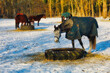 Pferd - Winter - Schnee - Horses in Winter - Snow - Cold - Tree - Hay - Background - Landscape - Pferd - Eat