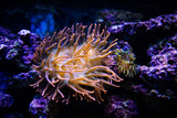 Fototapeta Do akwarium - Entacmaea quadricolor. Actiniaria. Sea anemone. Heteractis magnifica. Coral under water. Coral reef in the sea.