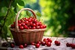 Full wicker basket of ripe cherries on wooden table with blurred garden background