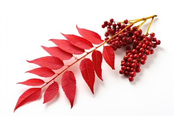 Isolated sumac spice on white background