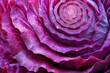 A close-up of a red cabbage cross-section, capturing the beauty of its complex, layered structure in vivid detail,
